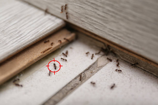 Flea Control Services in London, OH