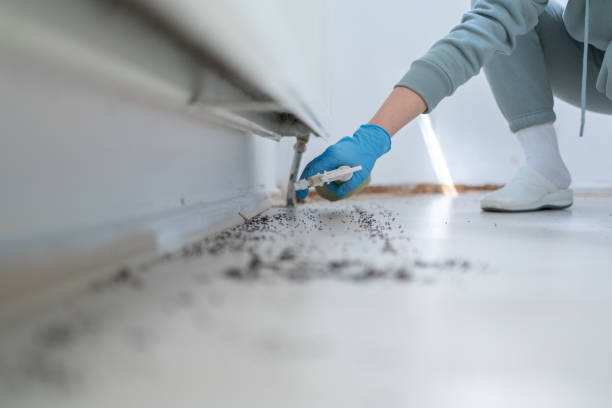 Best Wasp Removal Services  in London, OH